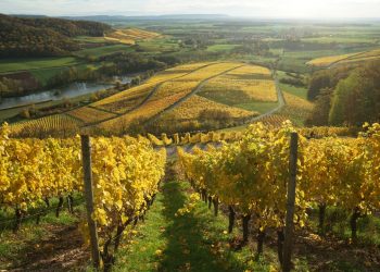 Ce sunt regiunile vitivinicole și câte există în Moldova