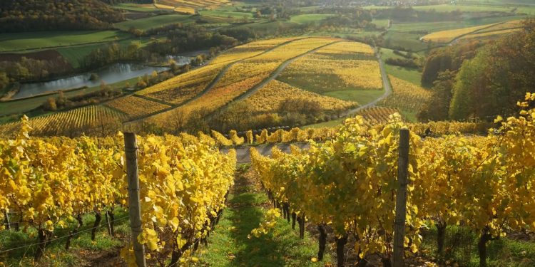 Ce sunt regiunile vitivinicole și câte există în Moldova